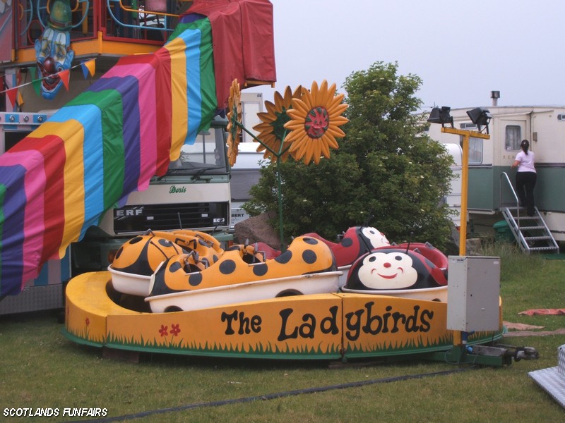 Tim Findlays Ladybirds