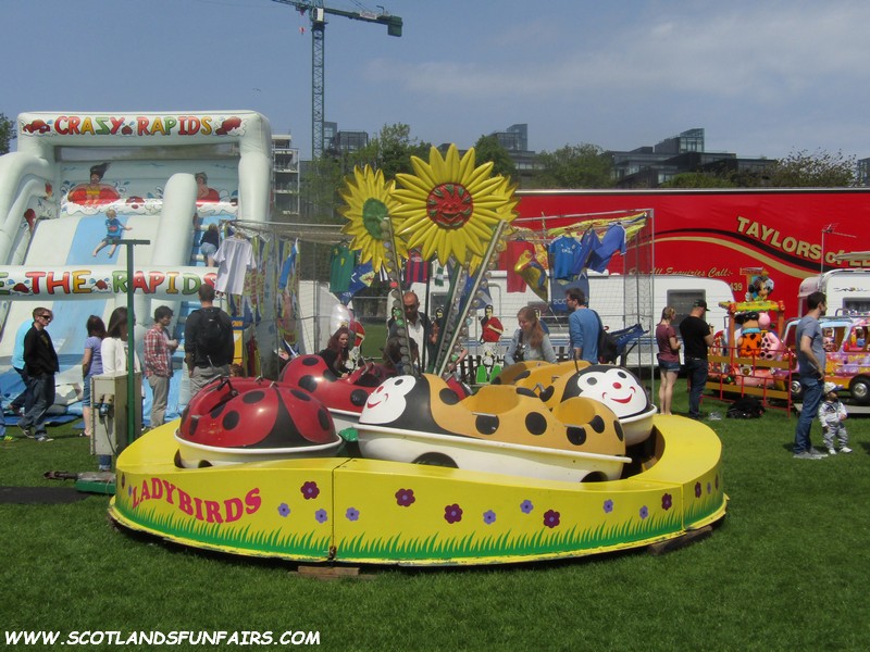 Tim Findlays Ladybirds